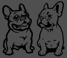 French Bulldogs